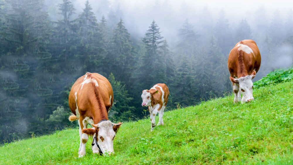 cows methane