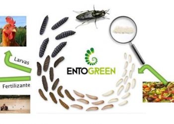 Entogreen