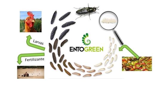 Entogreen