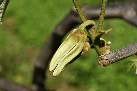 figura1.1 flor pre femea