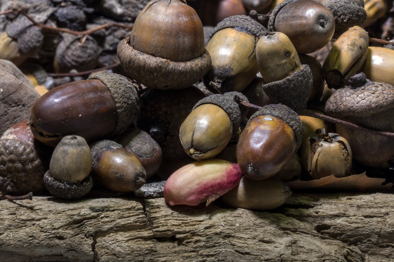 Researchers have found evidence that hunter-gatherers in the central Balkans ate wild oats, legumes and acorn flour. Image credit - Pxhere, licensed under CC0 