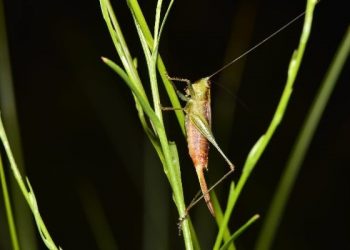 gafanhoto