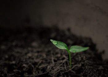 soil