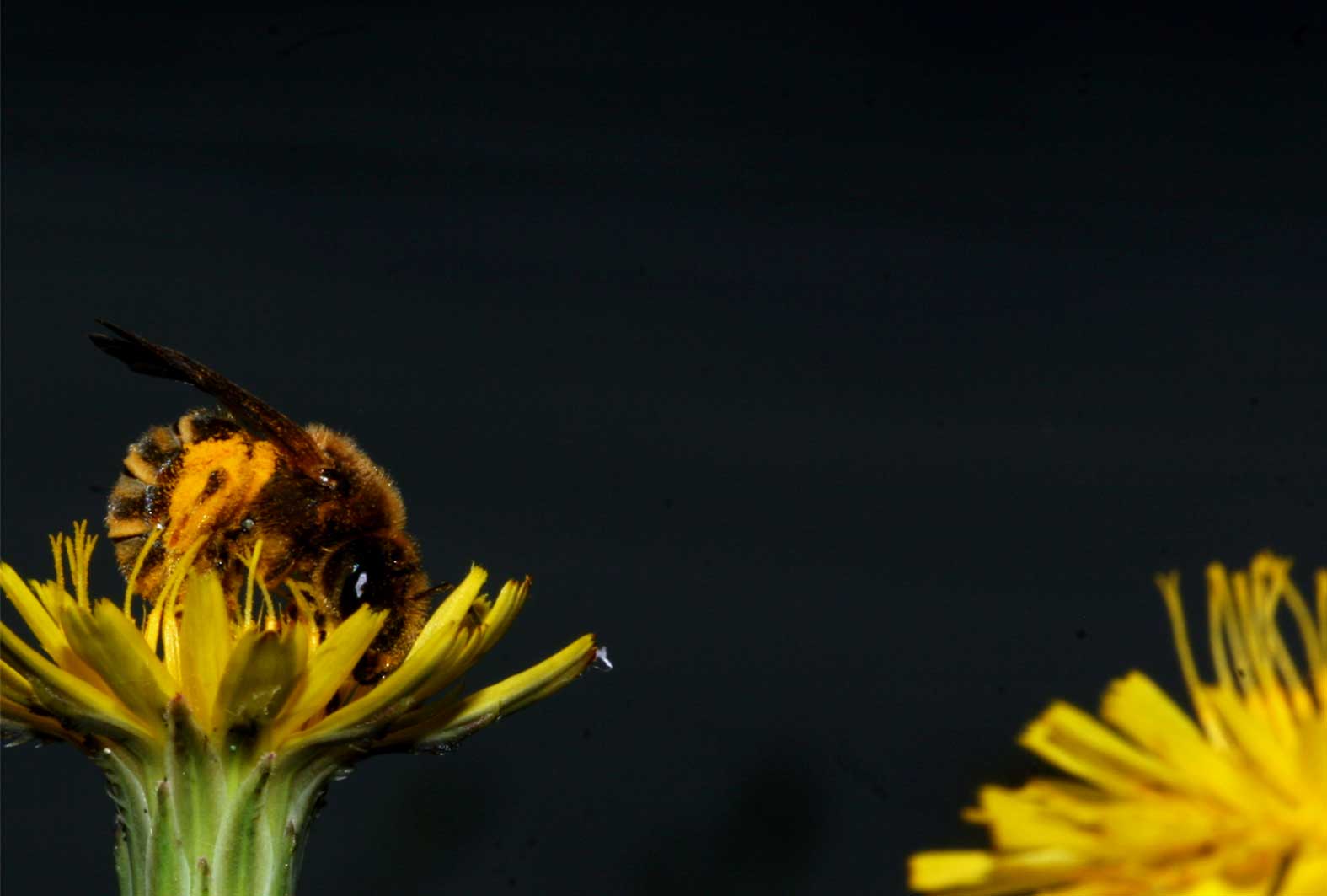 For the first time ever, researchers tracked a bumblebee from its maiden flight to death. Image credit - Yann Clough