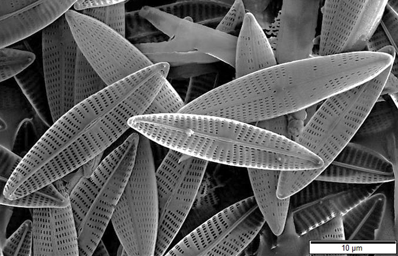 The microscopic structures of diatoms help them manipulate light, leading to hopes they could be used in new technologies for light detection, computing or robotics. Image credit - Mogana Das Murtey and Patchamuthu Ramasamy, licenced under CC BY-SA 3.0