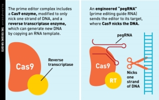 nova técnica de edição de dna 2