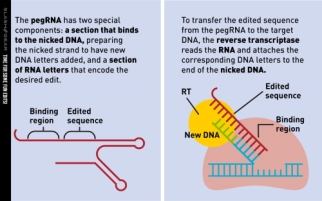 nova técnica de edição de dna 3