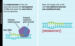 nova técnica de edição de dna 4.jpg