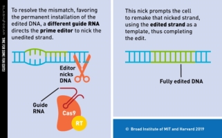 nova técnica de edição de dna 5.jpg