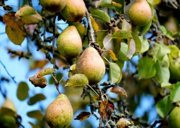 pear