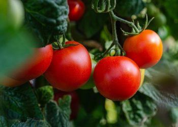 tomates