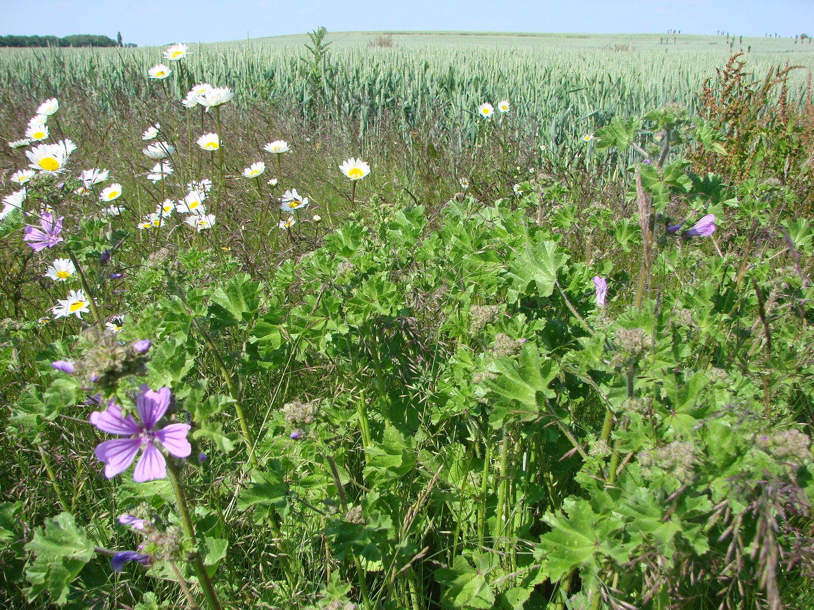 Wildflower strips at the edge of crop fields are being tested in conjunction with intercropping and living mulch to determine their impact on pests, disease and weeds. Image credit - Severin Hatt