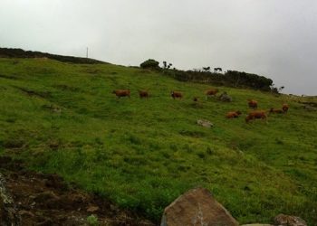 açores madeira