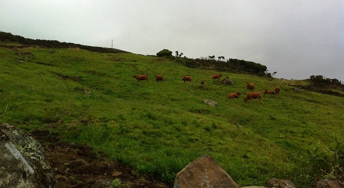 açores madeira