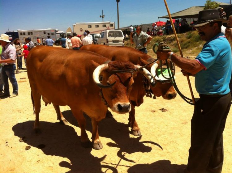 bovino arouquesa