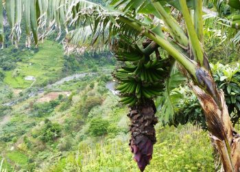 banana madeira