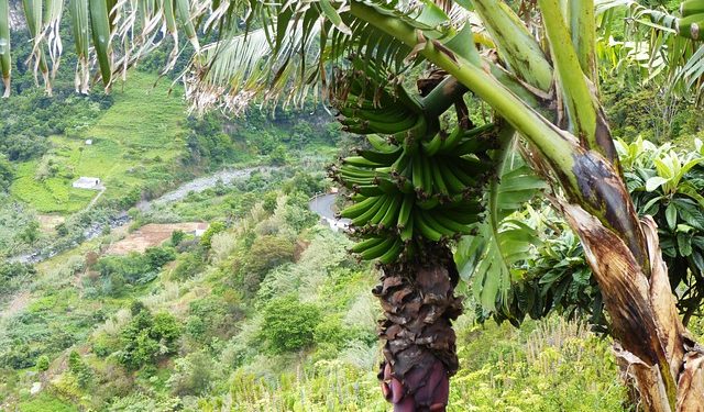 banana madeira