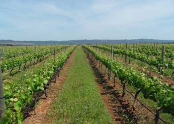 vinho alentejo