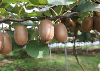 kiwi