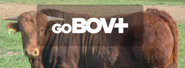 GoBov+