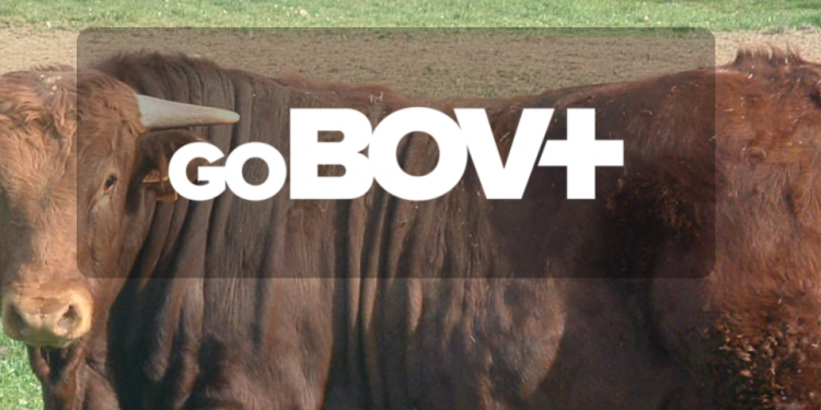 GoBov+