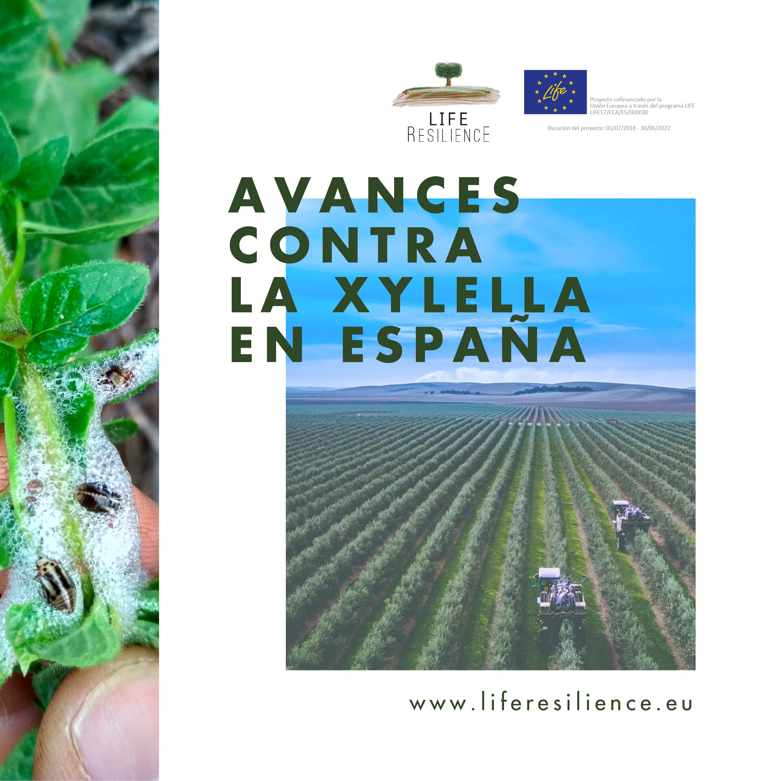 avances contra la Xylella en Espana