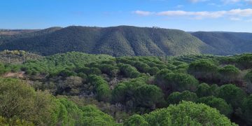 Pinhal-venda