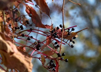 uvas secas