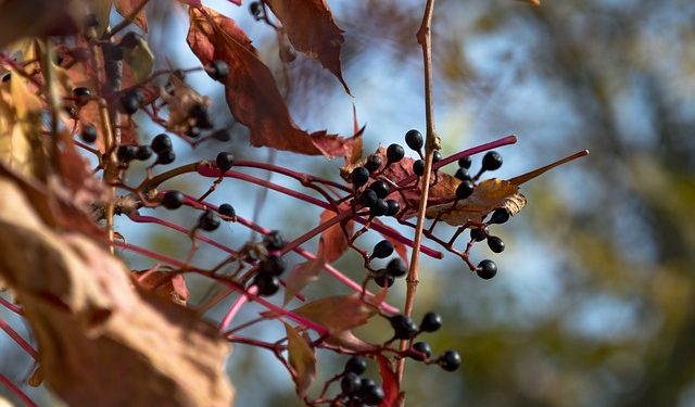 uvas secas