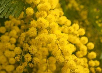 mimosas
