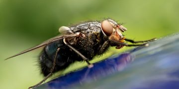 mosca