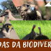Jornadas da Biodiversidade