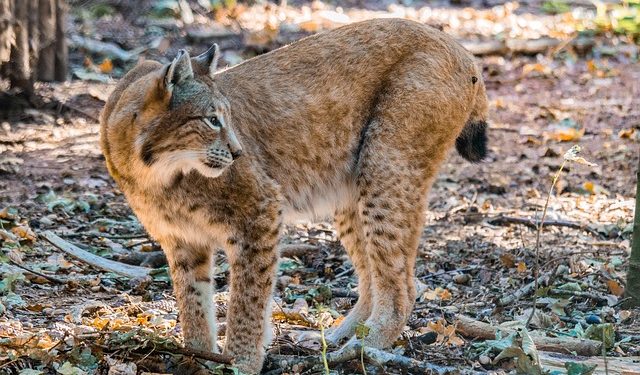 lince