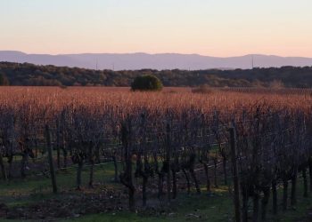rtp sustentabilidade vinhos