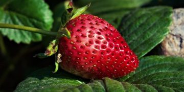 strawberry