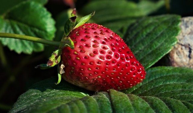 strawberry