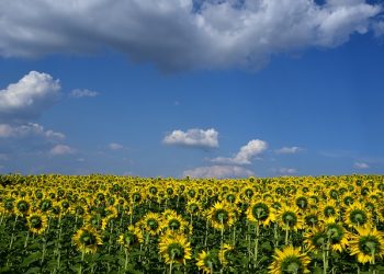 girasol