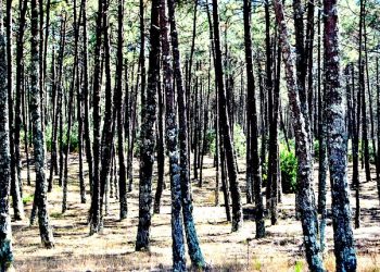 pine
