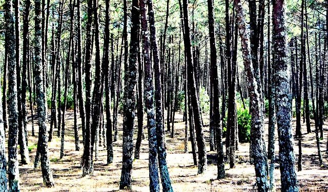 pine