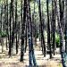 pine