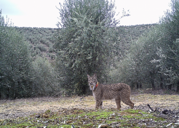 Olival em sebe e um lince