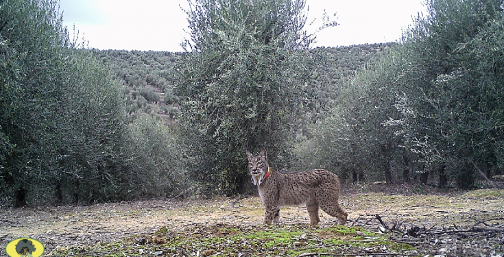 Olival em sebe e um lince