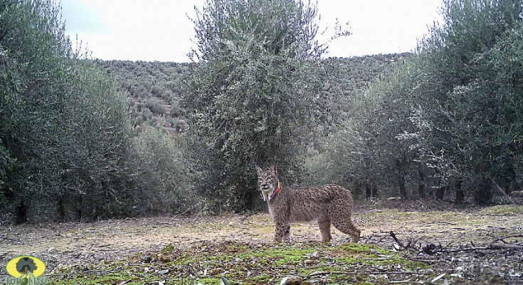 Olival em sebe e um lince