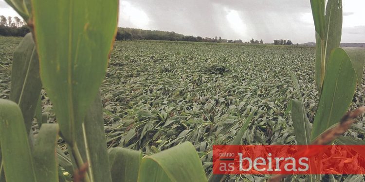 Agricultores ressarcidos dos prejuízos da tempestade de setembro