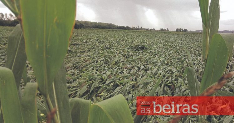 Agricultores ressarcidos dos prejuízos da tempestade de setembro