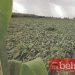 Agricultores ressarcidos dos prejuízos da tempestade de setembro