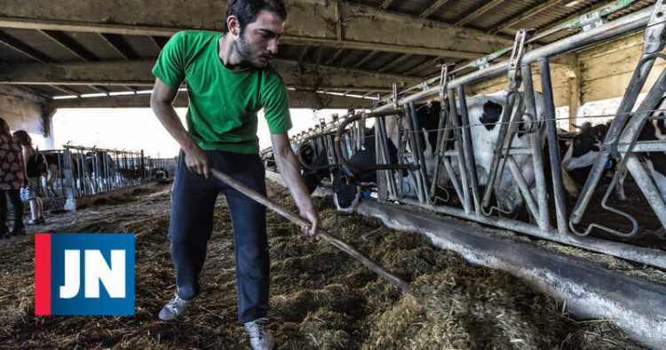 Escassez de cereais pode ser "boa oportunidade" para equilibrar a dieta