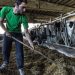 Escassez de cereais pode ser "boa oportunidade" para equilibrar a dieta