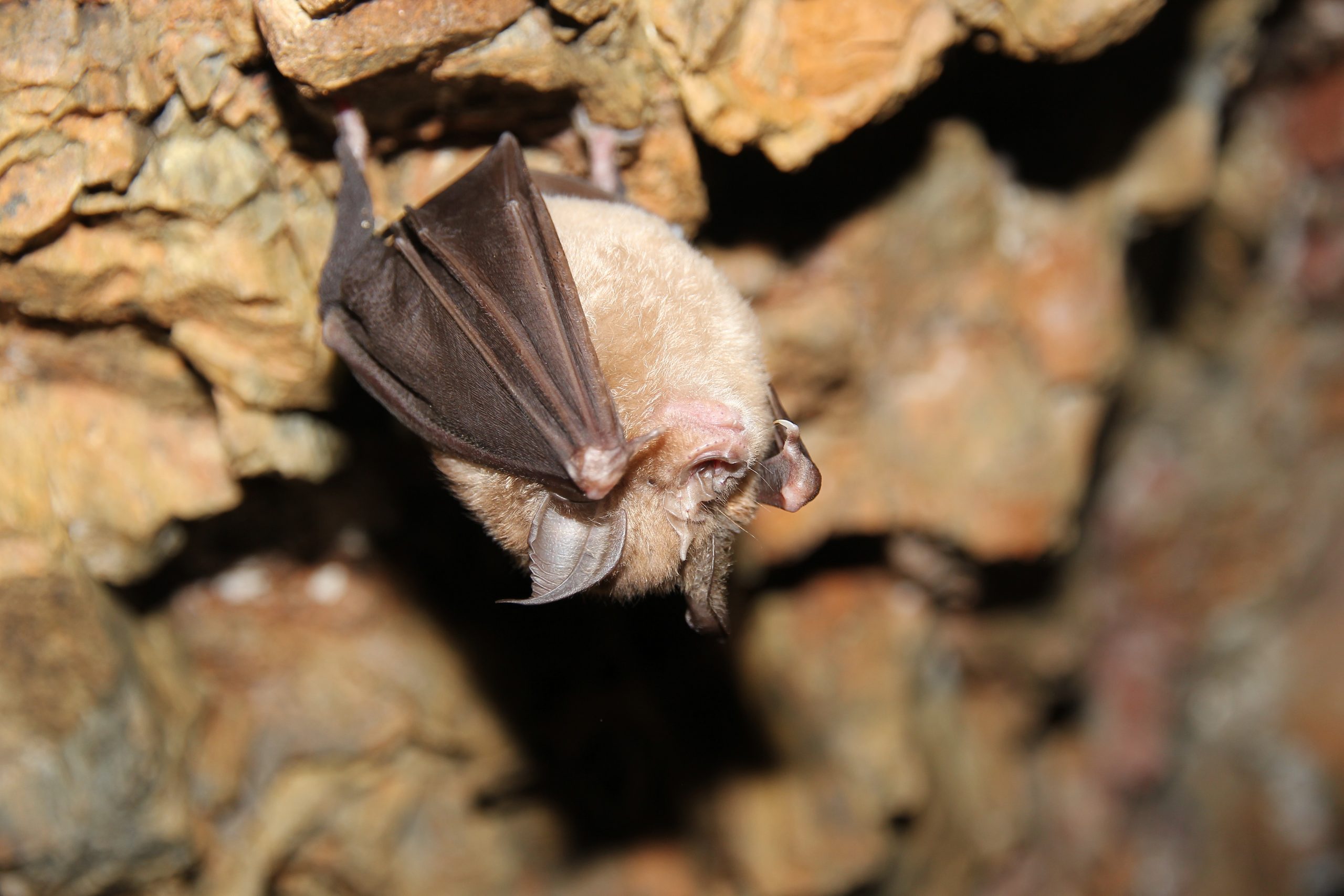 Morcego - fotografia de Paulo Marques