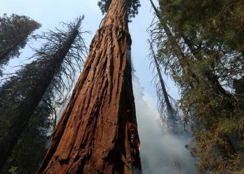 Novo estudo indica que árvores fazem mais do que guardar carbono